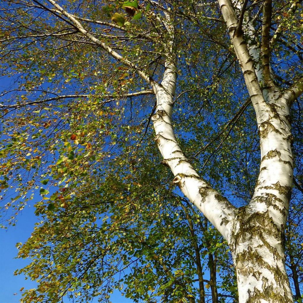 El poder del abedul para cuidar el ri&ntilde;&oacute;n