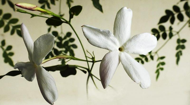 Oler Jazm&iacute;n es tan efectivo como el valium para reducir el estr&eacute;s y la ansiedad