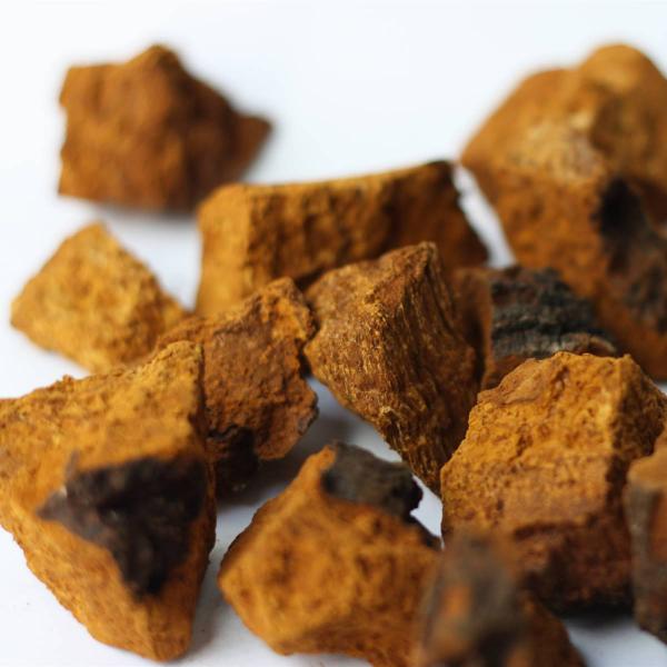 Chaga, la seta que fortalece el sistema inmunitario