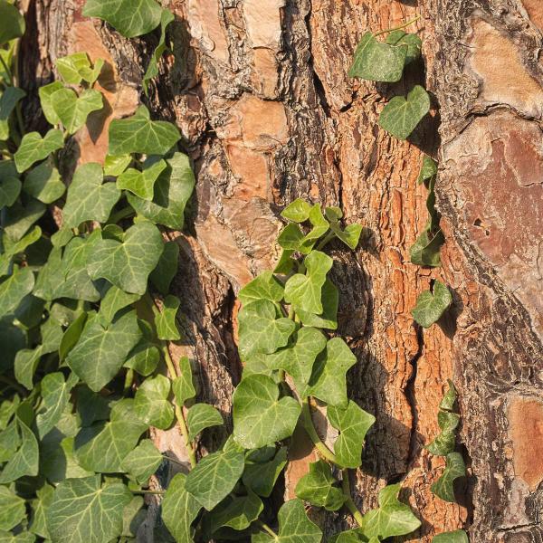 Propiedades e indicaciones del extracto de corteza de pino