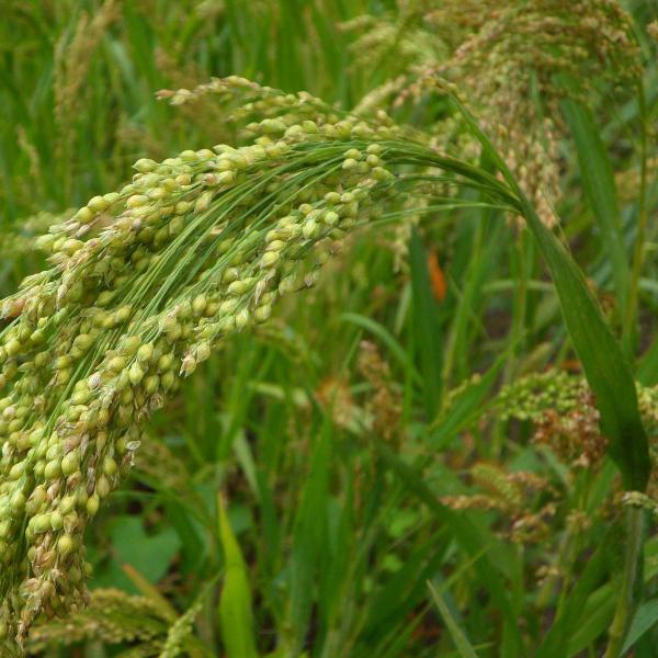 El mijo ayuda en caso de anemia y deficiencia de hierro