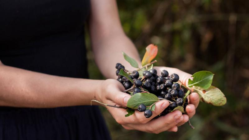 Esta planta ayuda a los atletas a recuperarse despu&eacute;s de un gran esfuerzo