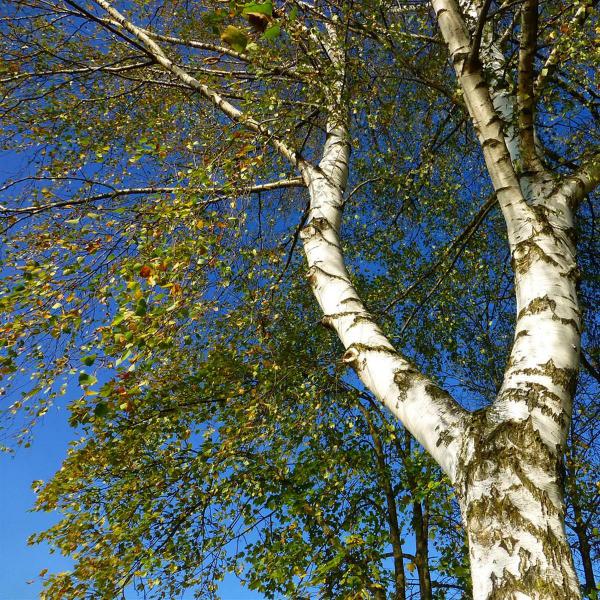 El poder del abedul para cuidar el ri&ntilde;&oacute;n