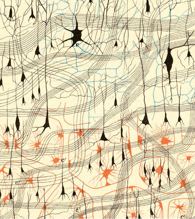 EL CEREBRO EN MOVIMIENTO  DEL PLAN A LA ACCI&Oacute;N