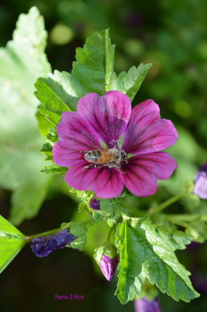 MALVA, la que suaviza tanto por dentro como por fuera"