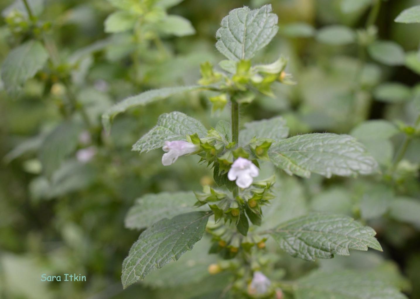 Melisa para sanar la tristeza, levantar nuestras defensas e inhibir virus