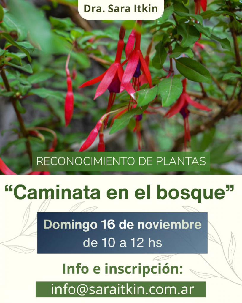 "Caminata en el bosque"