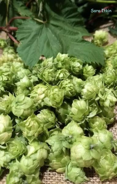 L&uacute;pulo, una planta para el buen dormir