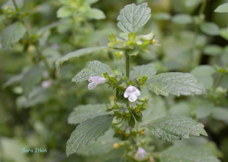 Melisa para sanar la tristeza, levantar nuestras defensas e inhibir virus