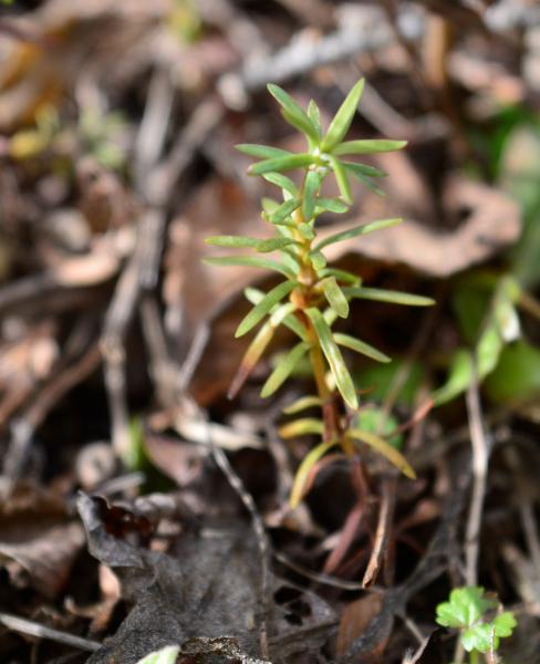 Lenlen, un &aacute;rbol emblem&aacute;tico de la regi&oacute;n andino patag&oacute;nica