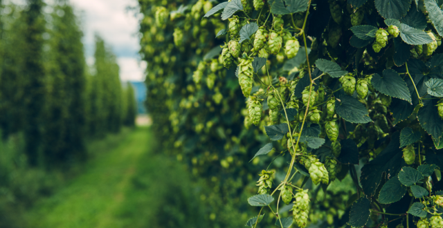 Plantaciones de lúpulo  El Bolson Remises Nahuel Paseos y traslados