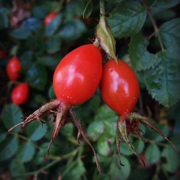 Rosa Mosqueta - El fruto de la eterna juventud