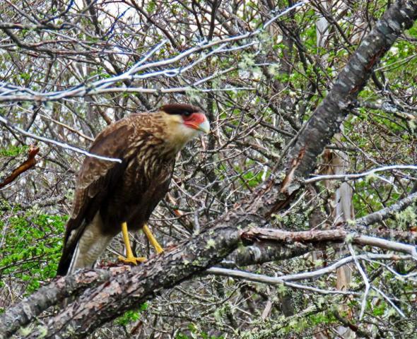 CIRCUITO TRAIL RUNNING - 4 LAGUNAS - BARILOCHE TRAIL EXPERIENCE