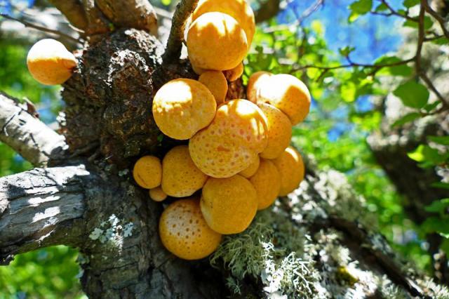CIRCUITO TRAIL RUNNING - 4 LAGUNAS - BARILOCHE TRAIL EXPERIENCE