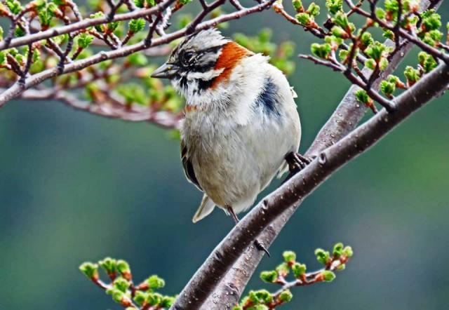 CIRCUITO TRAIL RUNNING - 4 LAGUNAS - BARILOCHE TRAIL EXPERIENCE