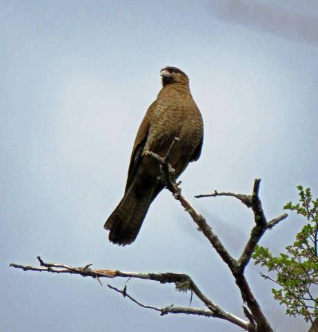CIRCUITO TRAIL RUNNING - 4 LAGUNAS - BARILOCHE TRAIL EXPERIENCE