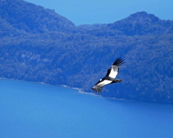 CIRCUITO TRAIL RUNNING - 4 LAGUNAS - BARILOCHE TRAIL EXPERIENCE