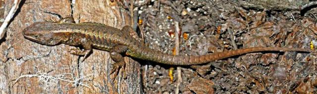 CIRCUITO TRAIL RUNNING - 4 LAGUNAS - BARILOCHE TRAIL EXPERIENCE