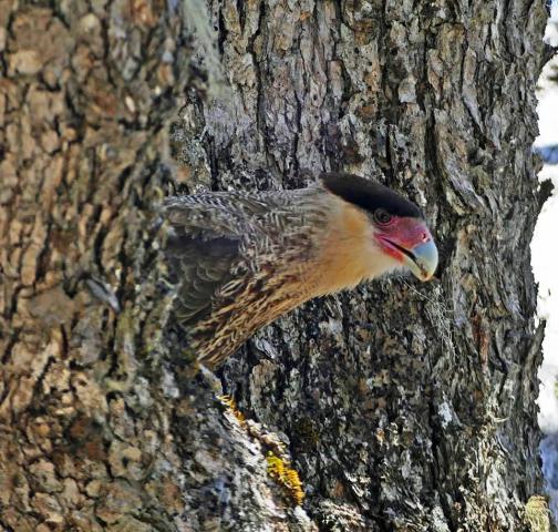 CIRCUITO TRAIL RUNNING - 4 LAGUNAS - BARILOCHE TRAIL EXPERIENCE