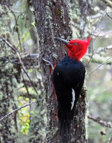 CIRCUITO TRAIL RUNNING - 4 LAGUNAS - BARILOCHE TRAIL EXPERIENCE