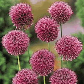 ARMONIZADOR PARA PLANTAS