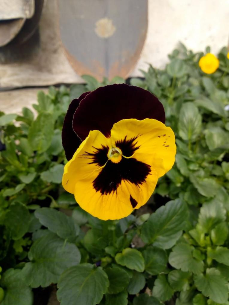 Feria de Plantas y Plantines de la Tecnicatura en Viveros🌱🌺