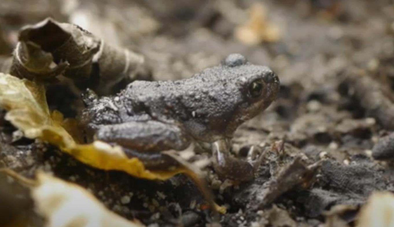 La rana del Challhuaco con proyecci&oacute;n internacional