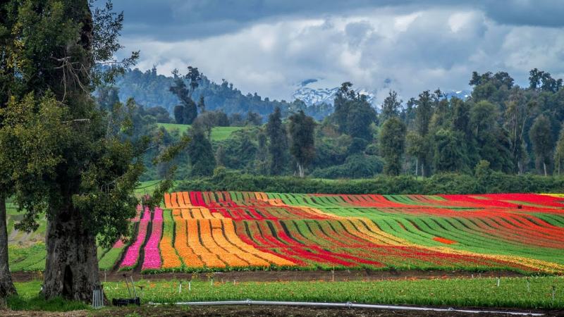 Rent a Car - Viaje a Chile - Ofertas y Acuerdos Especiales