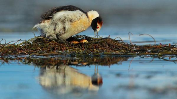 Mac&aacute; tobiano: una peque&ntilde;a ave en riesgo por las represas del r&iacute;o Santa Cruz