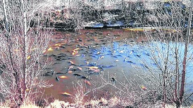 Un c&oacute;ctel de plaguicidas mat&oacute; a los peces en Allen