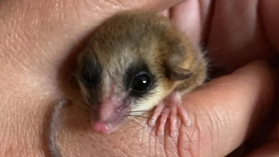 Rescate, cuidados y final feliz: el Monito del Monte que volvi&oacute; al bosque