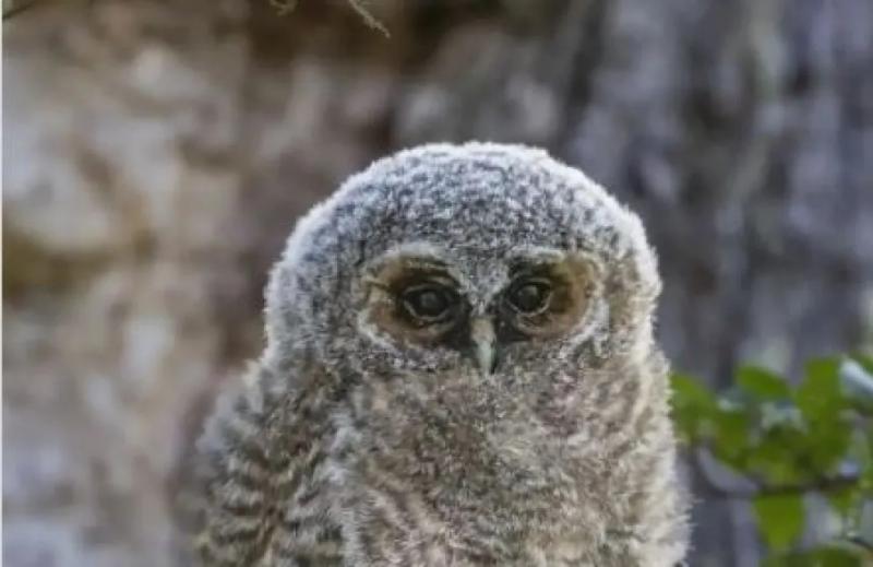 Un hallazgo excepcional en Bariloche: productor audiovisual film&oacute; a una lechuza bataraz austral