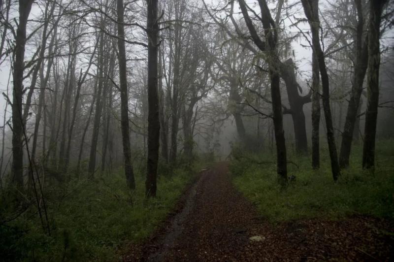 R&iacute;o Negro deber&aacute; completar el Ordenamiento Territorial de Bosques Nativos