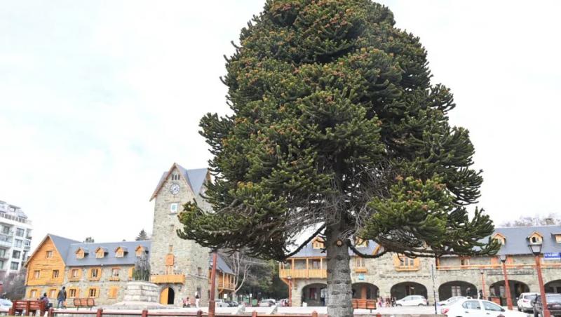 D&iacute;a del &Aacute;rbol: los guardianes en Bariloche invitan a una caminata por los ejemplares hist&oacute;ricos que quieren preservar