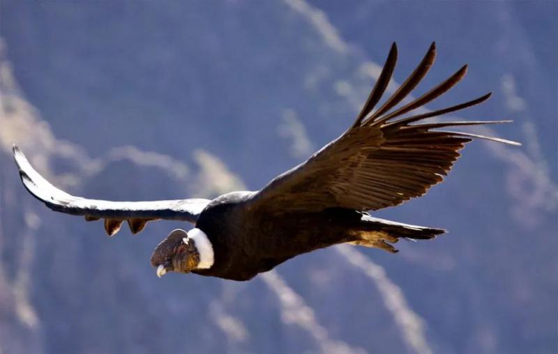 Bariloche ser&aacute; escenario del evento de observaci&oacute;n de aves m&aacute;s grande del mundo