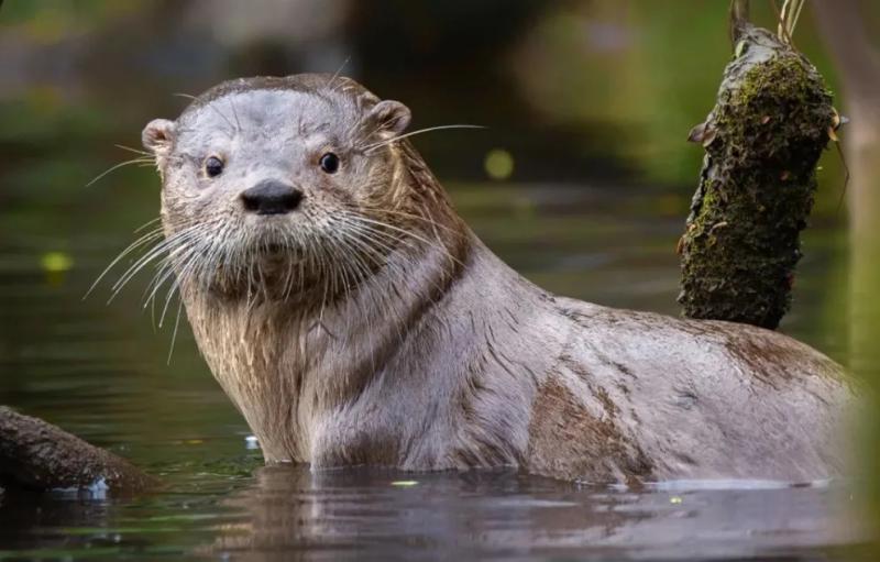 Misi&oacute;n Ciencia: una jornada para aprender sobre la preservaci&oacute;n del huill&iacute;n