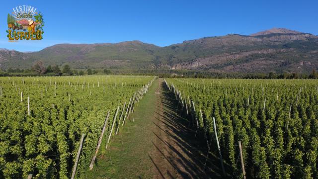 Festival de la Cosecha del Lúpulo